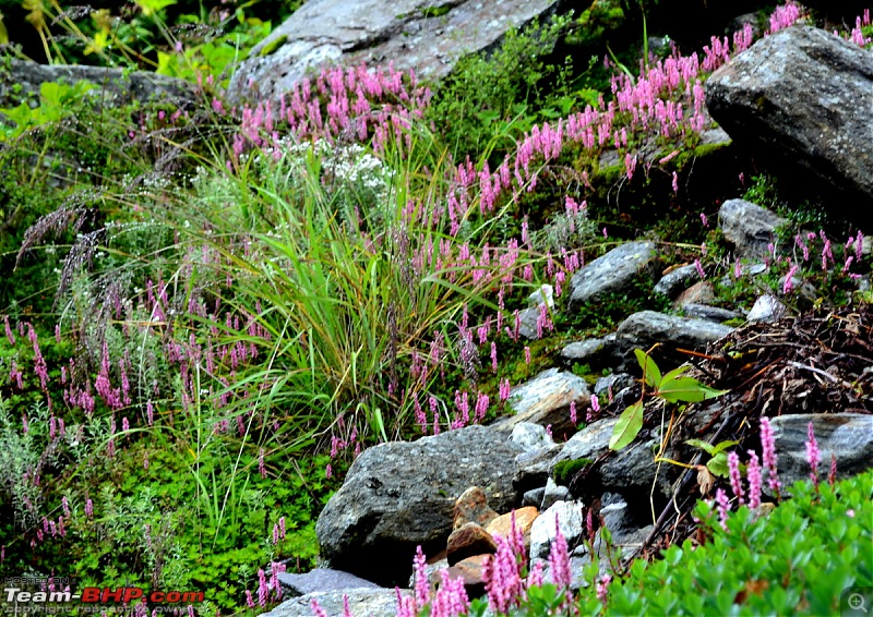 Fauji's Drivologues - Valley of Flowers, Uttarakhand - "Paradise on Earth"-dsc_0199.jpg