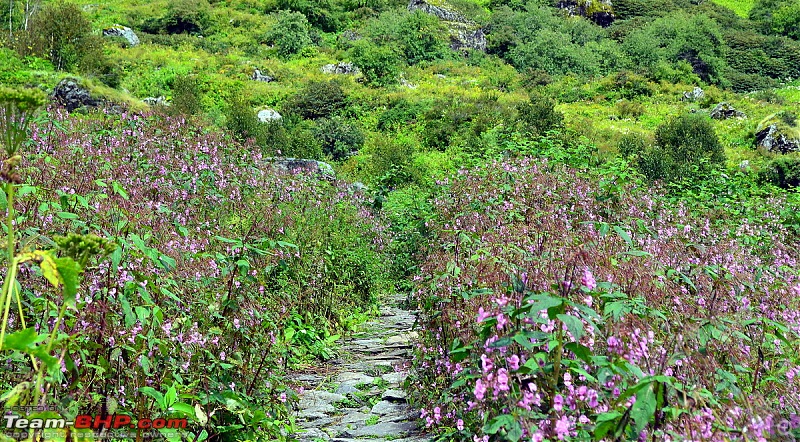 Fauji's Drivologues - Valley of Flowers, Uttarakhand - "Paradise on Earth"-dsc_0208.jpg