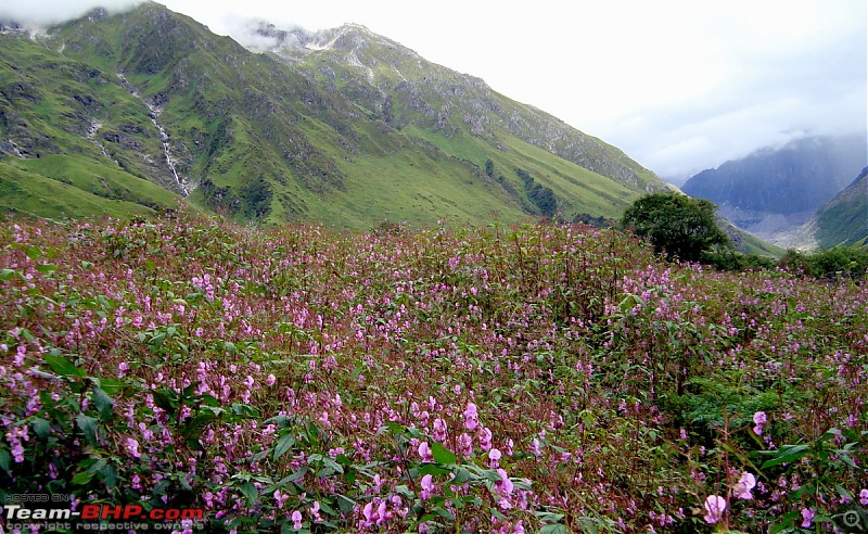 Fauji's Drivologues - Valley of Flowers, Uttarakhand - "Paradise on Earth"-dsc03589.jpg