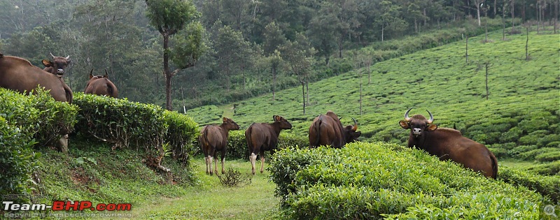 Reflections on Driving addictions - Valparai-44.jpg