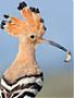 Hoopoe's Avatar