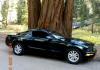 Mustang under the shade of Sequoias