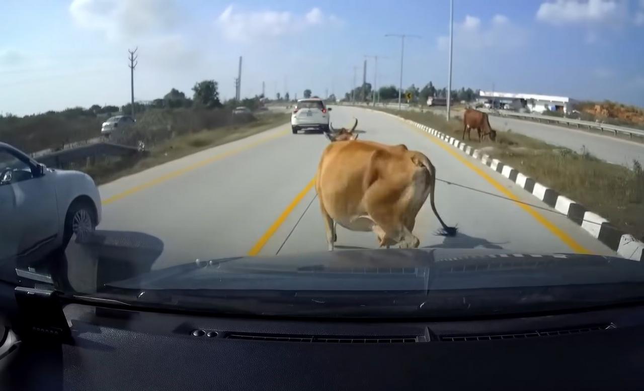 How to avoid hitting animals on Indian roads: Video evidence analyzed |  Team-BHP
