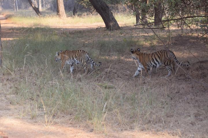 Road trip to Tadoba in our Maruti Baleno to experience jungle safaris 