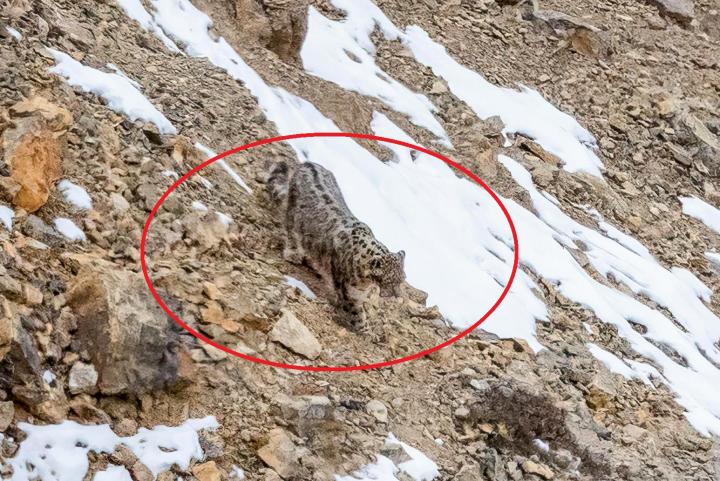 My expedition to Spiti to photograph the elusive Snow Leopard 