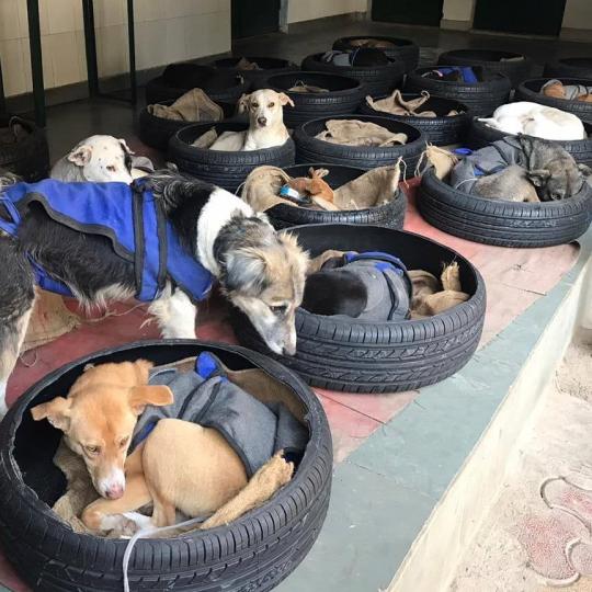 Yokohama tyres re-used as beds for stray dogs 