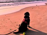 Gurgaon-Goa roadtrip with our dog!