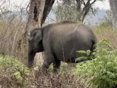 Bandipur Birding in an XUV700