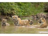 Tigers, Wildlife & the Jungle